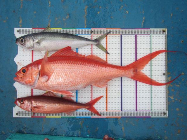 Program fisheries Yayasan Konservasi Alam Nusantara mengkampanyekan program tangkap ikan berkelanjutan