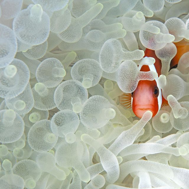 Red and black anemonefish in bleaching anemone photographed in the waters at Lembeh Strait, Buyat Bay, North Sulawesi, Indonesia. 