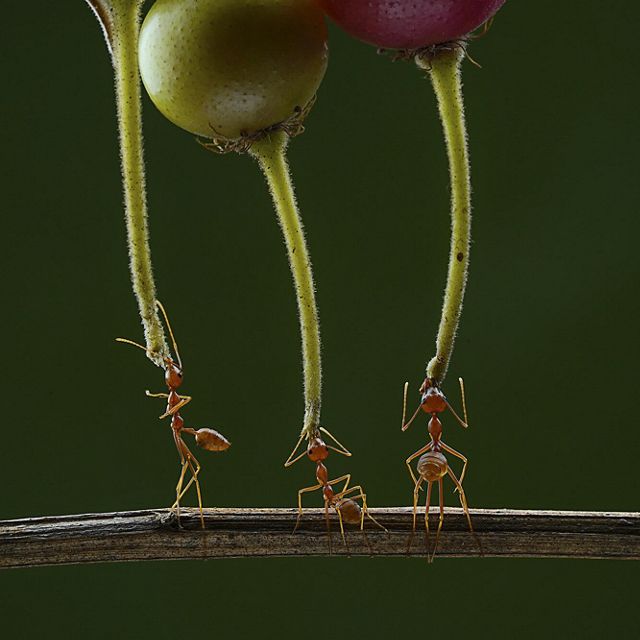 Semut sedang mengankat buah kersem untuk cadangan makanan