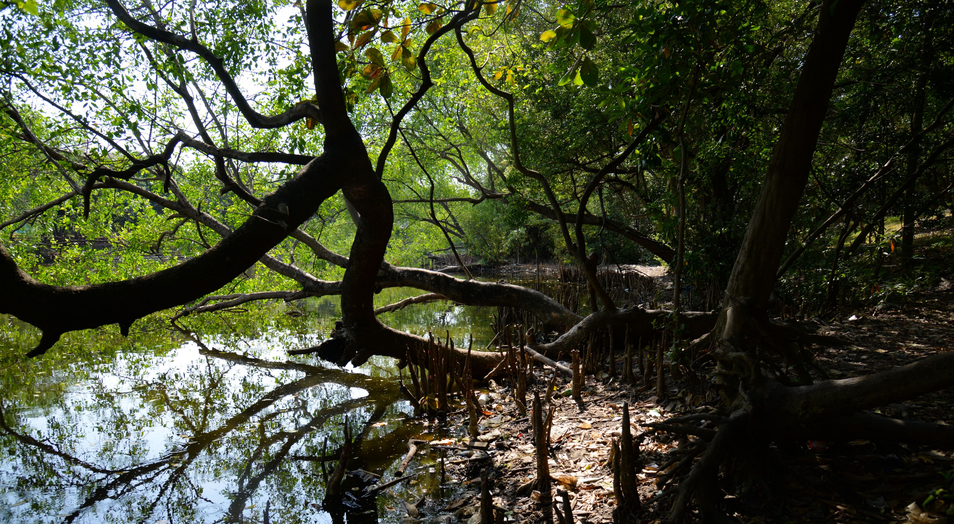 Mangrove SMMA