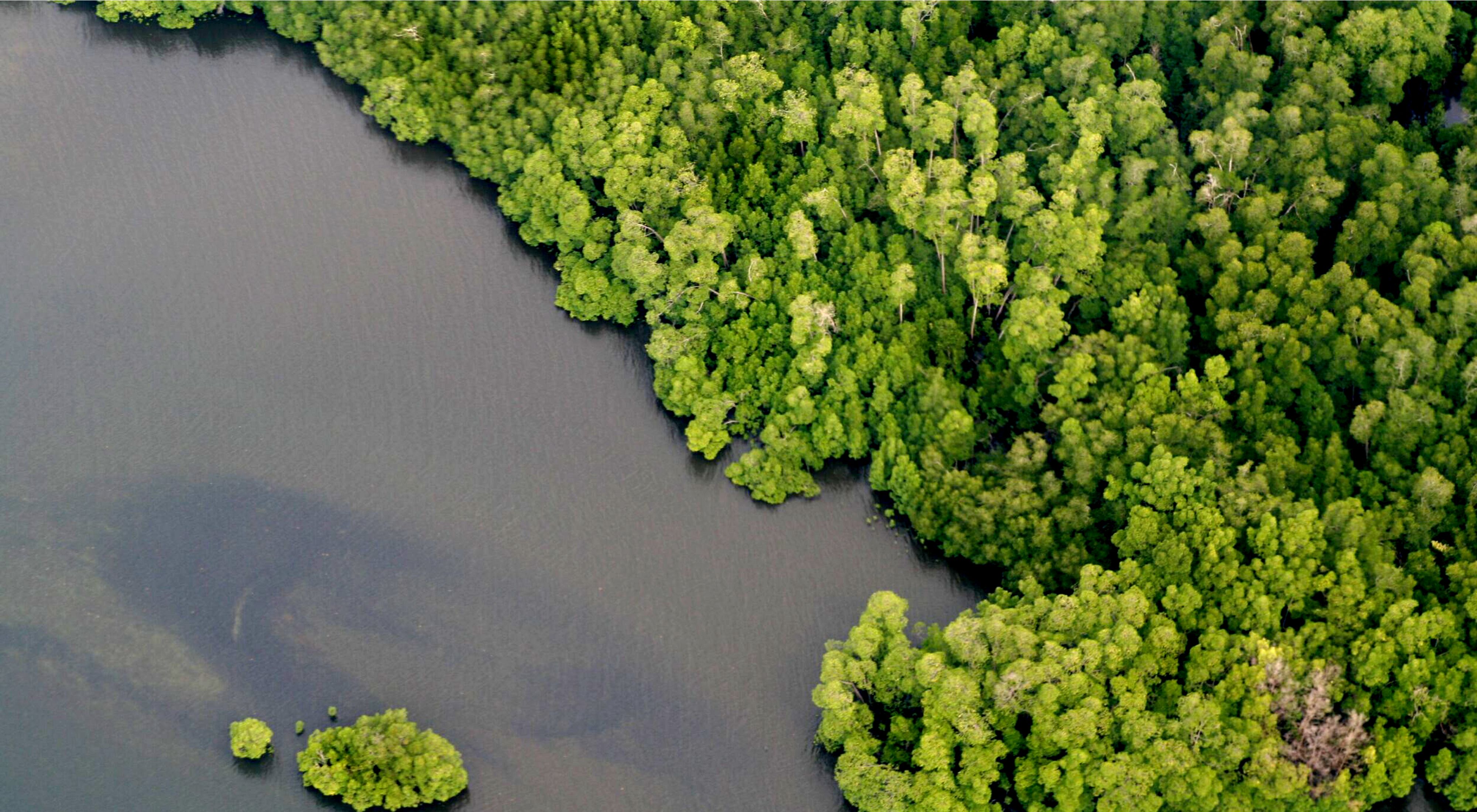 Hutan mangrove memiliki fungsi ekologis, yaitu