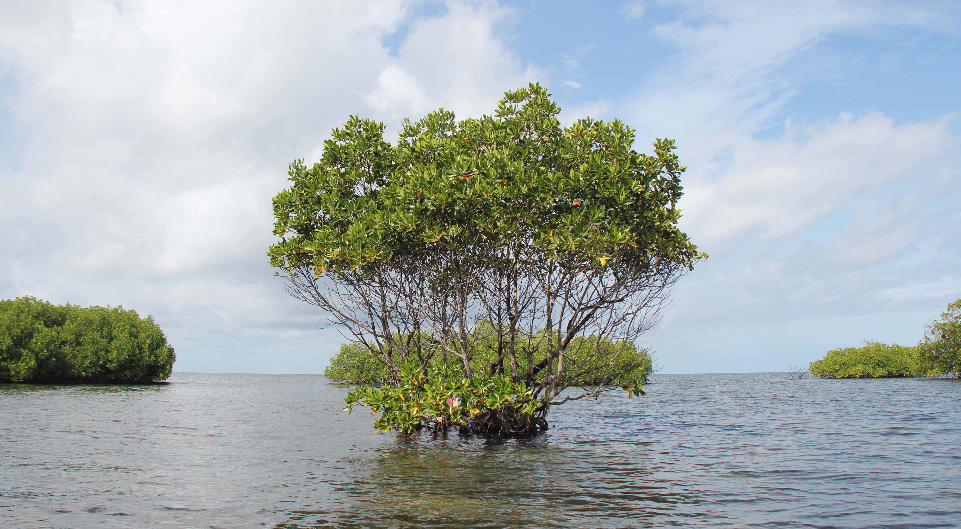 Mangrove 