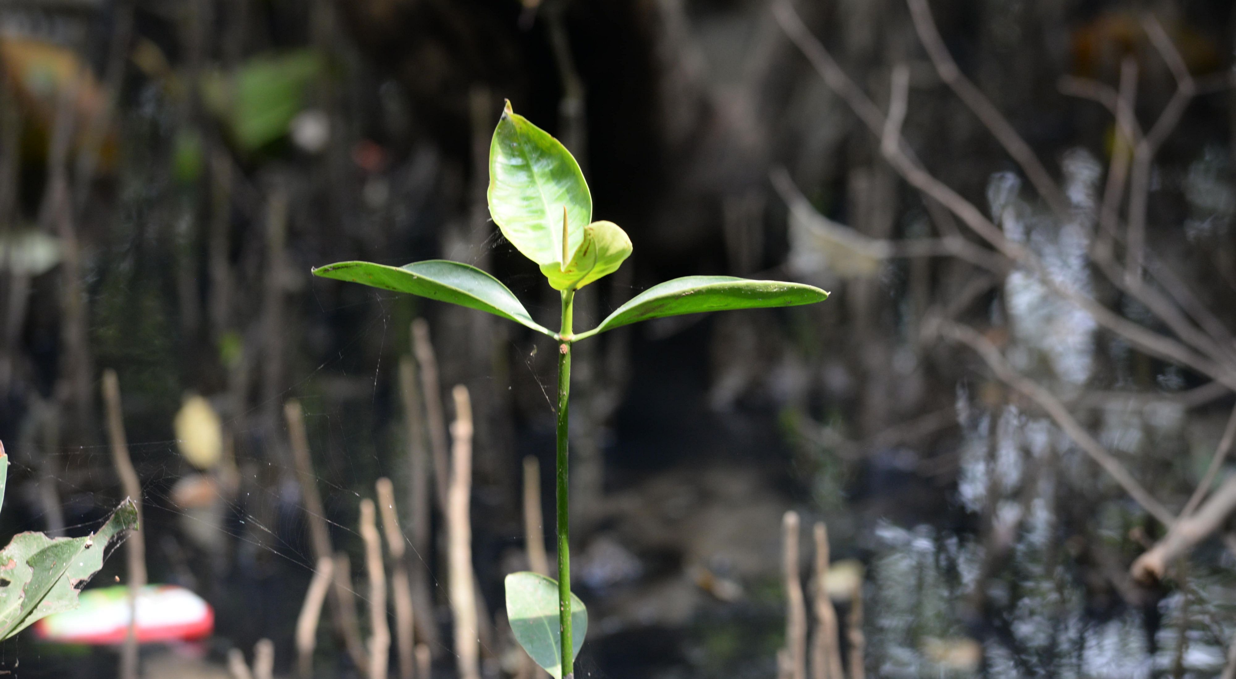 Tunas daun mangrove
