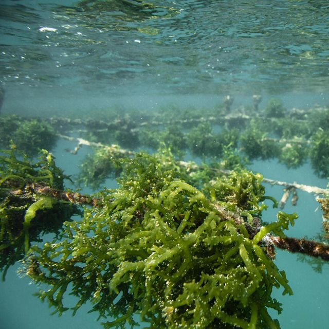 Farming seaweed and in route to Mulutseribu Seaweed Farms, Indonesia. The Nature Conservancy has supported these livelihood alternatives that bring new sources of income and take pressure off local fisheries.    