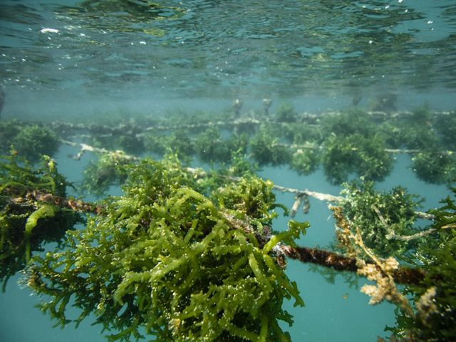 Farming seaweed and in route to Mulutseribu Seaweed Farms, Indonesia. The Nature Conservancy has supported these livelihood alternatives that bring new sources of income and take pressure off local fisheries.    
