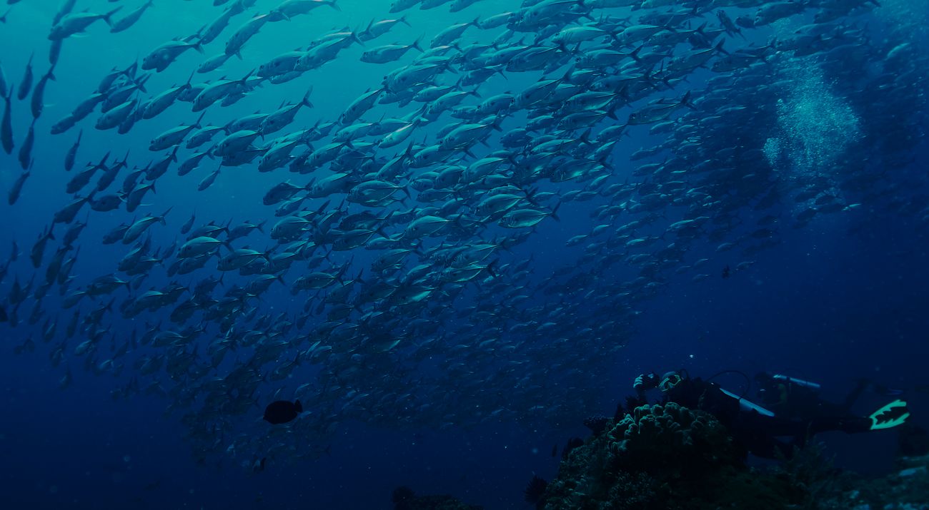 Keindahan bawah Laut Raja Ampat