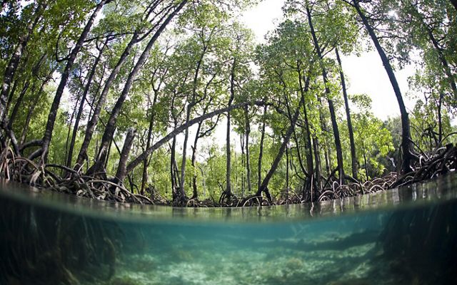 Split view with the bottom looking at mangrove roots under water and the top showing tall mangroves growing along the shore of a body of water.