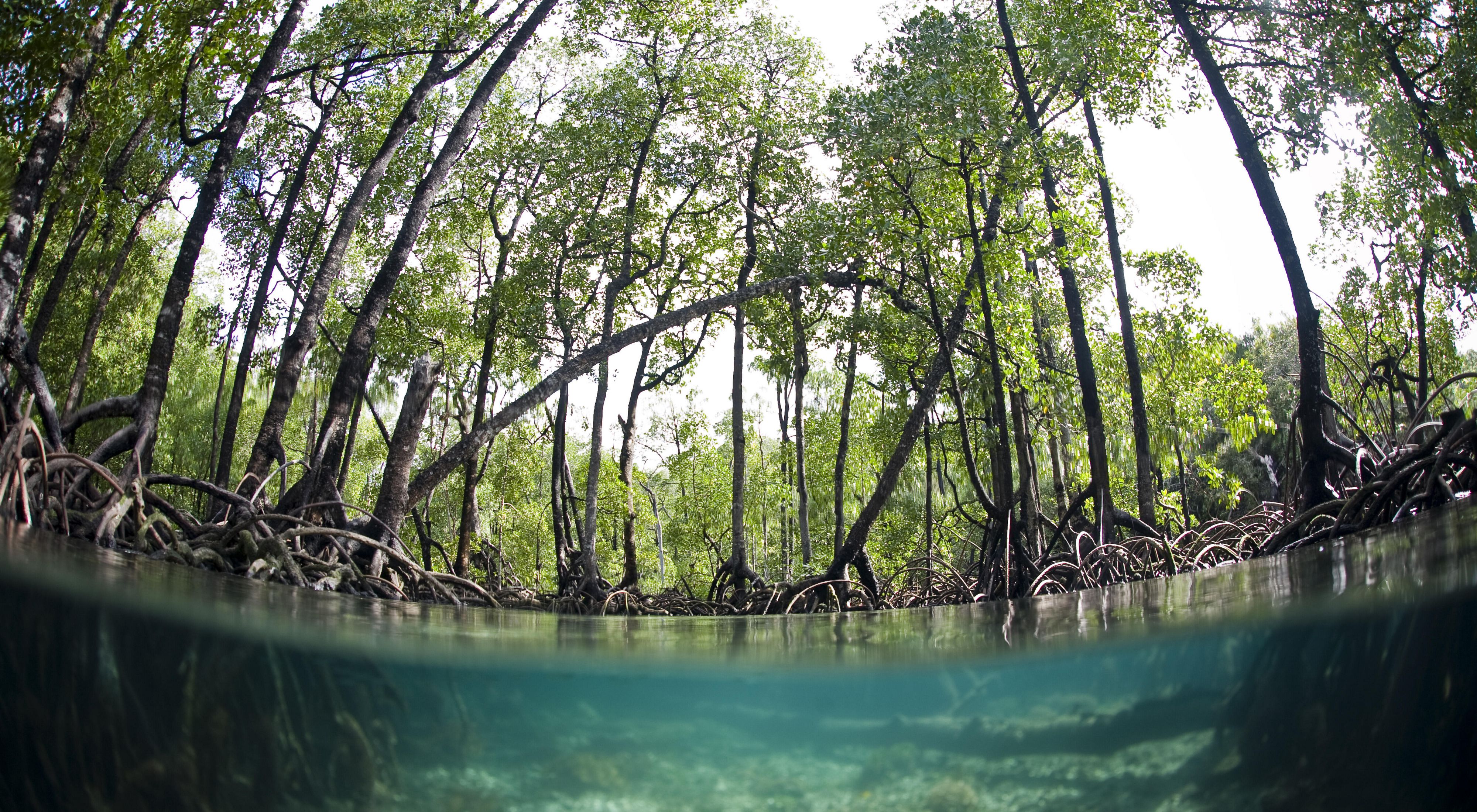 Mangrove air biru