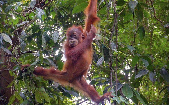 A juvenile orangutan hangs suspended between three branches using both legs and one arm.