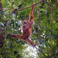 Orangutan Muda