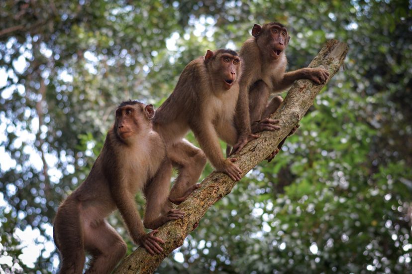 Pelepasliaran monyet di Waykambas.