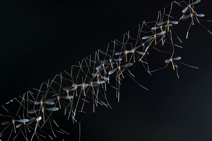 Kumpulan crane fly di Kalimantan Selatan
