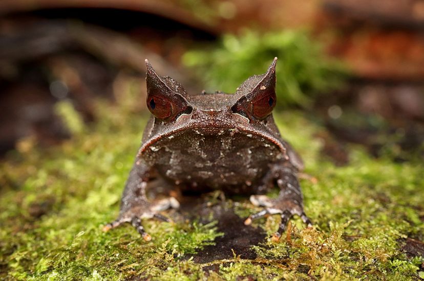 katak bertanduk dapat ditemukan di hutan hujan Sumatera