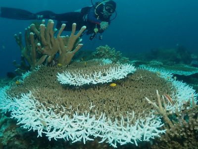 Coral bleaching climate change effect.