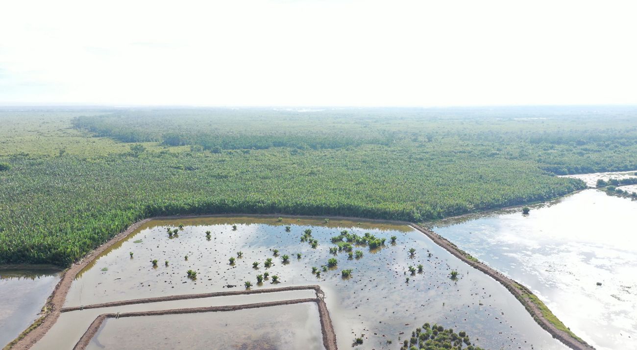 Lahan Tambak