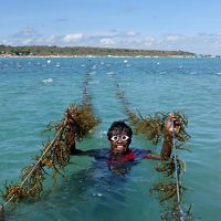 Pemanenan Rumput Laut Hasil Budidaya Berkelanjutan di Rote, Nusa Tenggara Timur