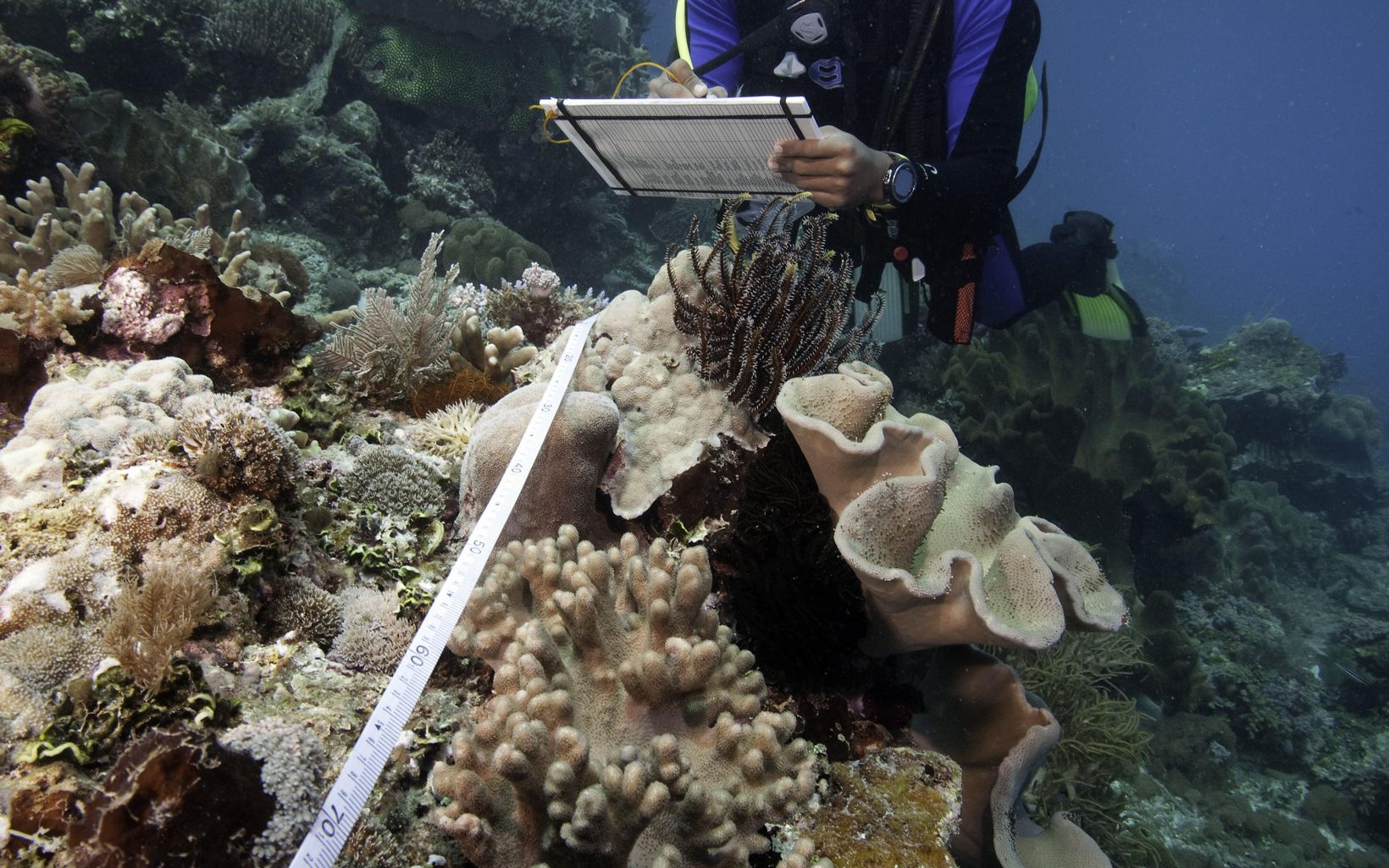 Coral Reef Data Collection Muhajir McLauda, a member of YKAN's staff, monitoring coral reefs in ocean waters off Kofiau island. © Jeff Yonover
