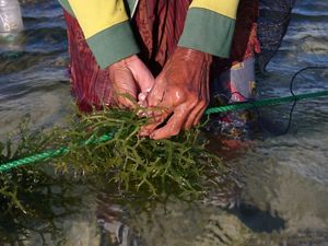 hands adjusting a clump of seaweed on a green rope in shallow water