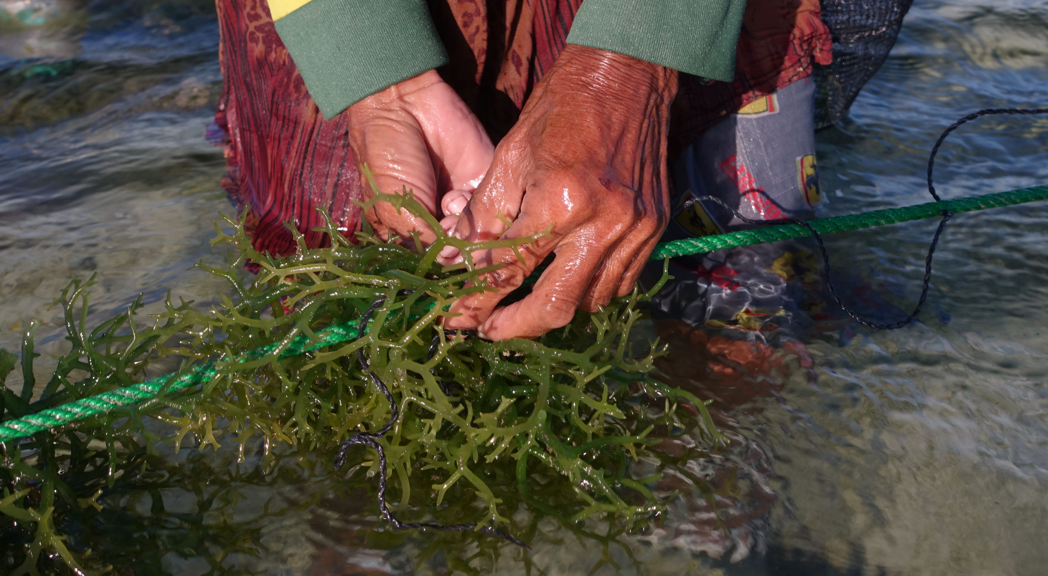 hands adjusting a clump of seaweed on a green rope in shallow water