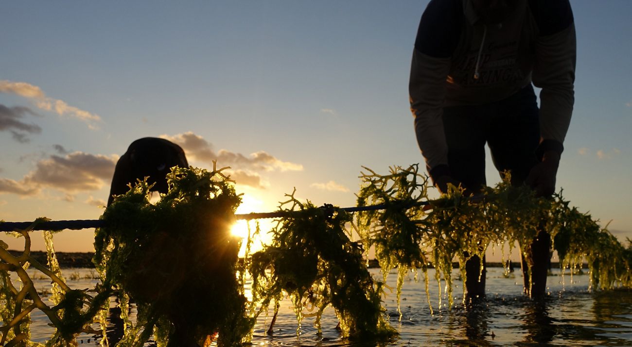 Budi daya Rumput Laut