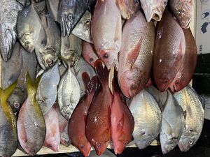 Ragam spesies ikan hasil tangkap nelayan 