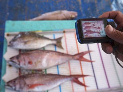 Fish caught by the fishermen on Fixed Setia, a boat participating in YKAN's FishFace program, are photographed on a measuring board off the coast of Kema, North Sulawesi.