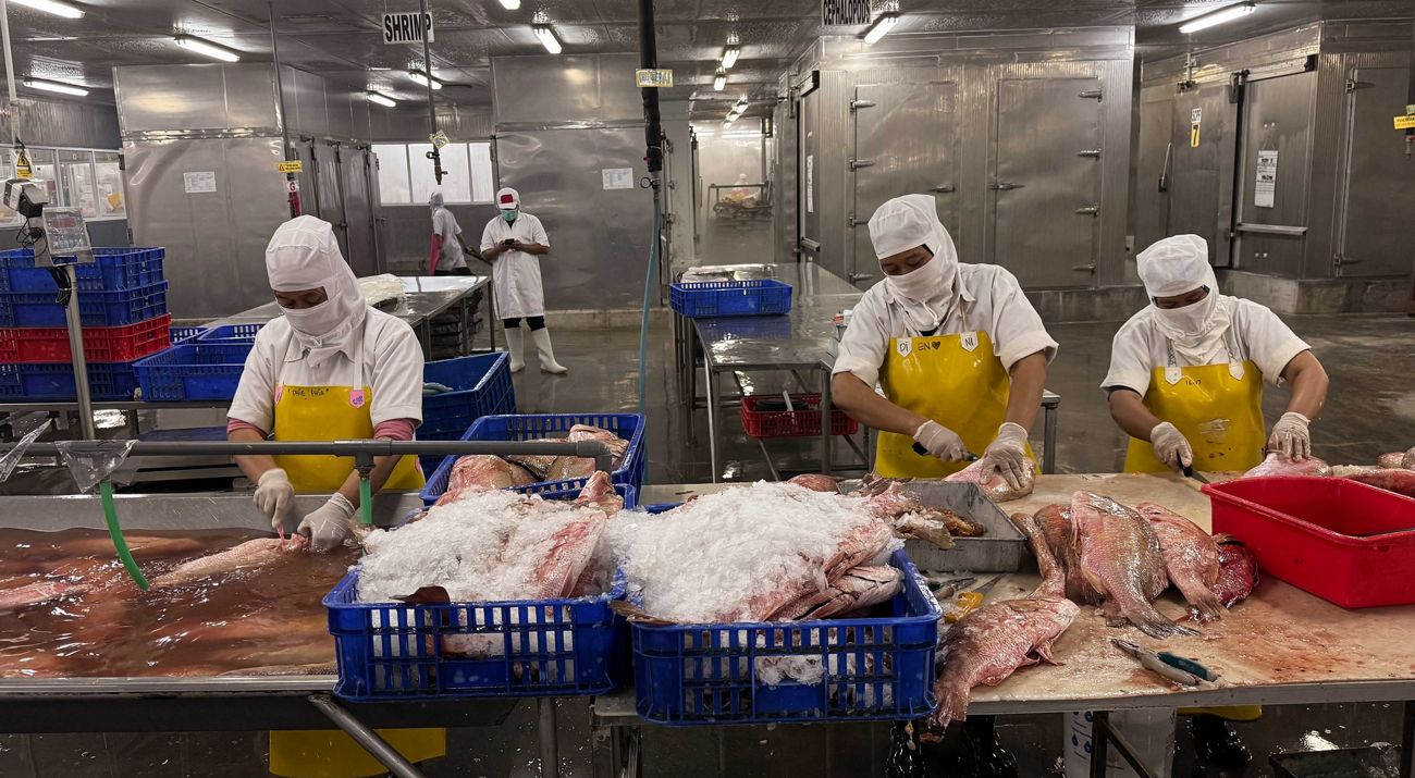 Proses fillet ikan kakap kerapu (FIP)