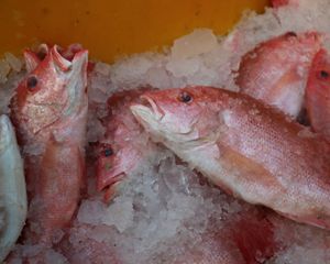 Hasil tangkapan ikan kakap merah dipenuhi dengan es batu. Pendinginan dengan es batu adalah metode paling aman untuk mengawetkan ikan.