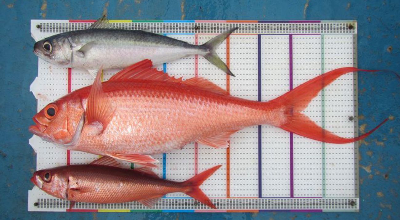 Snapper project CODRS