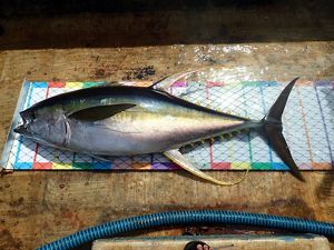 Hasil tangkap nelayan Tuna Sirip Kuning