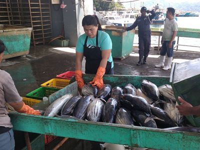 Hasil tangkap Ikan Tuna Sirip Kuning