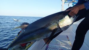 Hasil tangkap nelayan Tuna Sirip Kuning