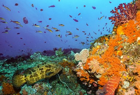 Underwater view of a vibrant coral reef teeming with fish.