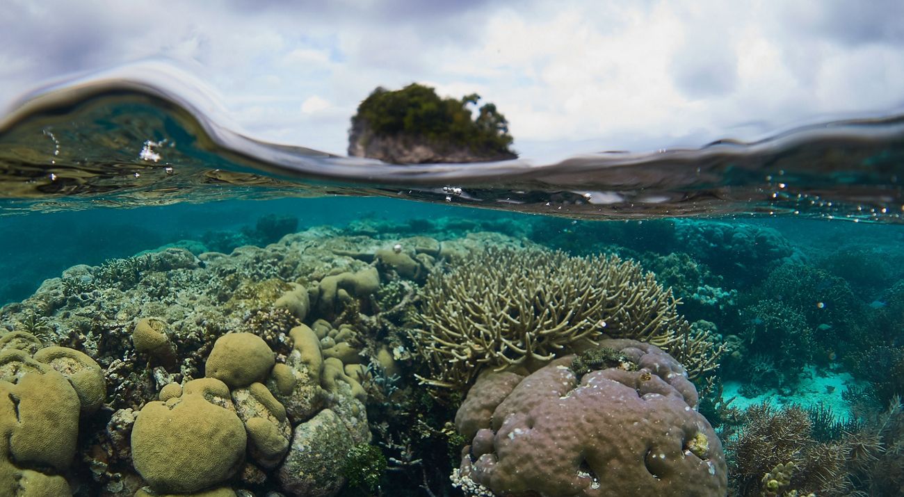 Raja Ampat Coral reef