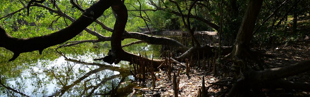 Mangrove