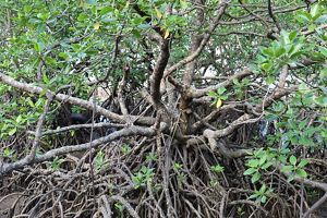 Akar Mangrove