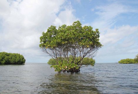 Mangrove di Kaledupa, Wakatobi, Sulawesi Tenggara