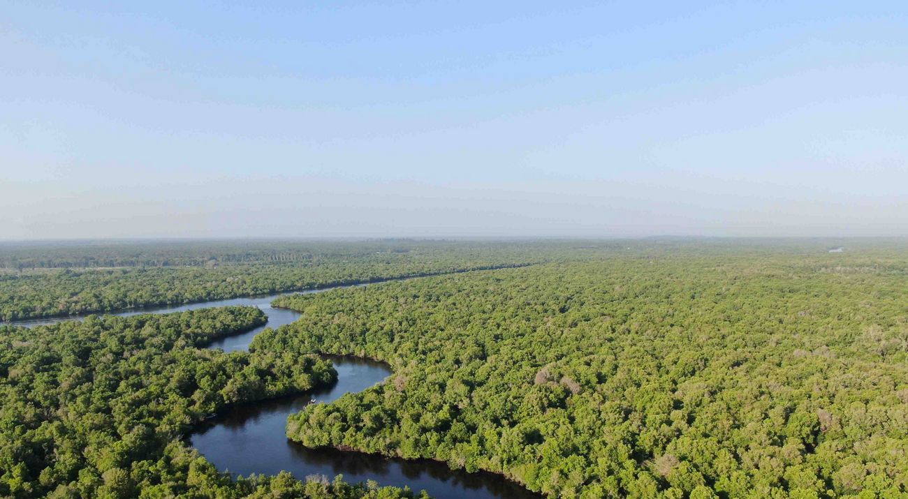 Mangrove restoration
