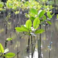 Planting mangrove in the Muara Angke Wildlife Reserve area