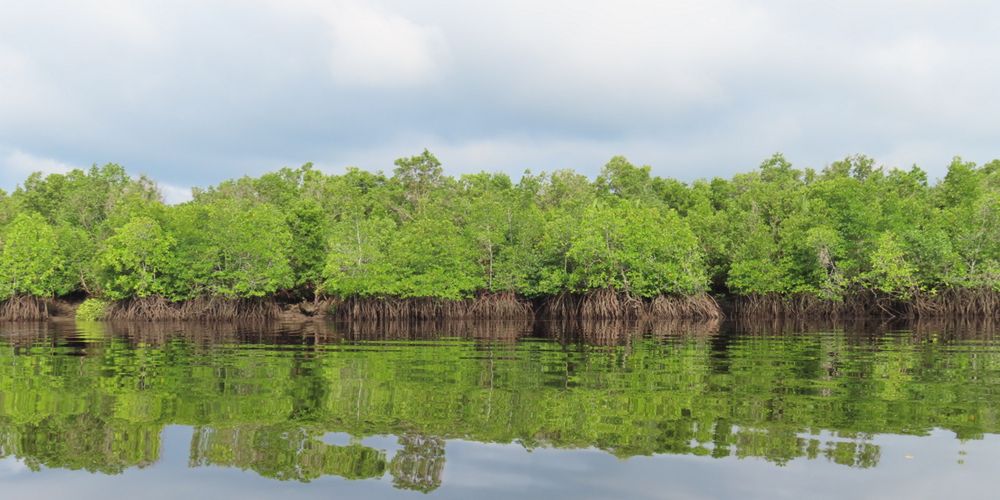 Mangrove OKI
