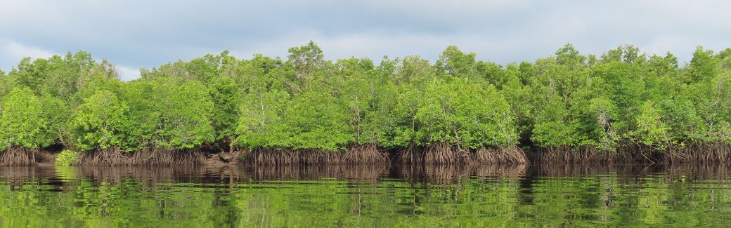 Mangrove