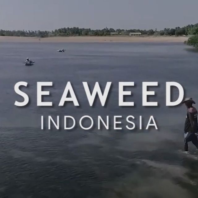 Rumput Laut Indonesia Thumbnail