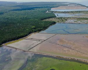 Tambak yang menggunakan pendekatan Shrimp-Carbon Aquaculture (SECURE) di Kampung Pegat Batumbuk, Kabupaten Berau, Kalimantan Timur.