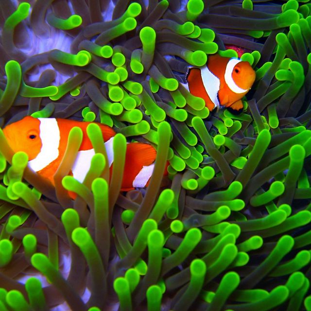 Clownfish or anemonefish are fishes from the subfamily Amphiprioninae. Located at Wakatobi oceans, Southeast Sulawesi