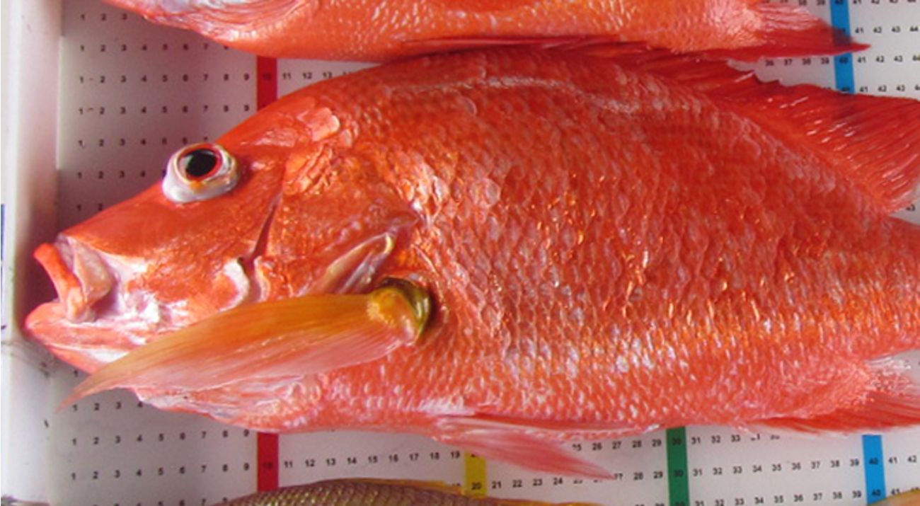 kakap merah