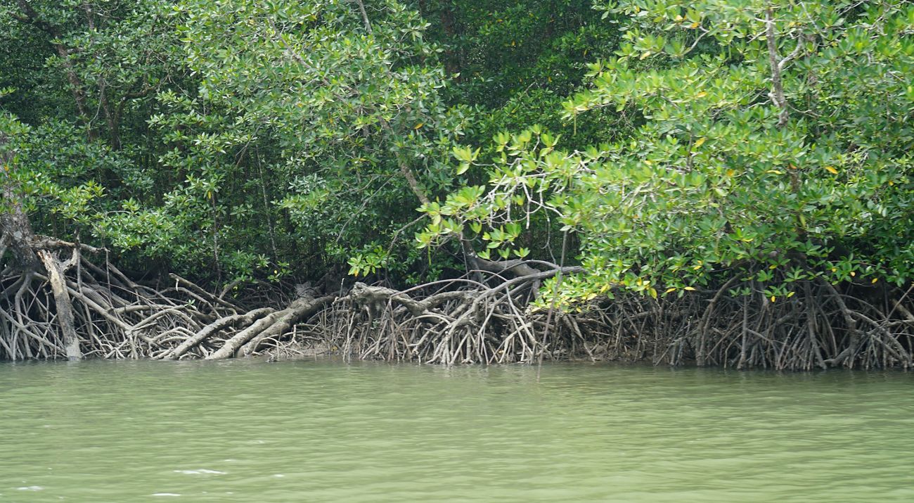 Mangrove