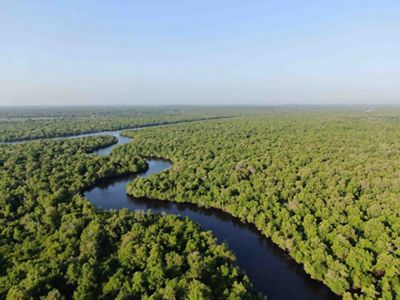 Mangrove bengkalis
