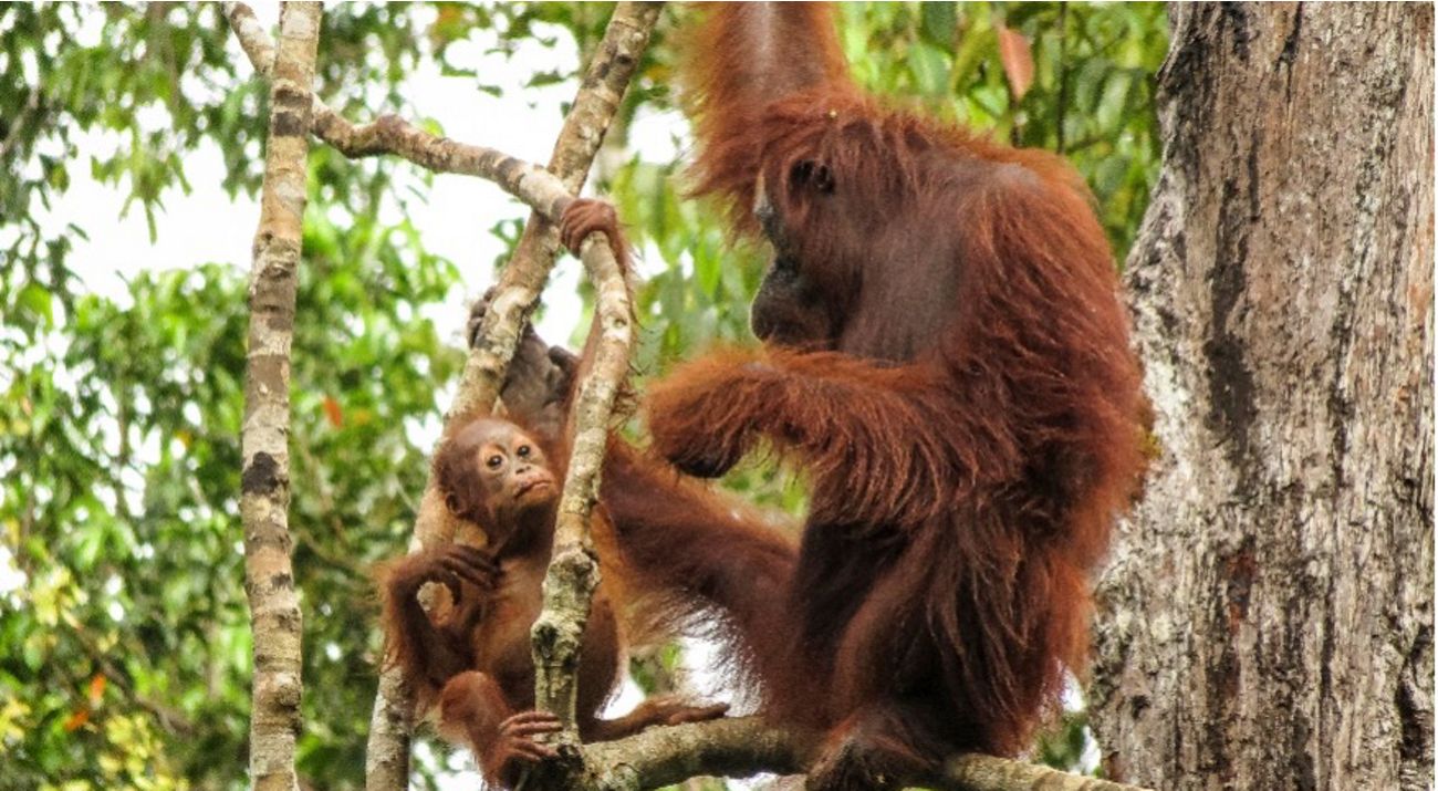 Orang Utan Kalimantan