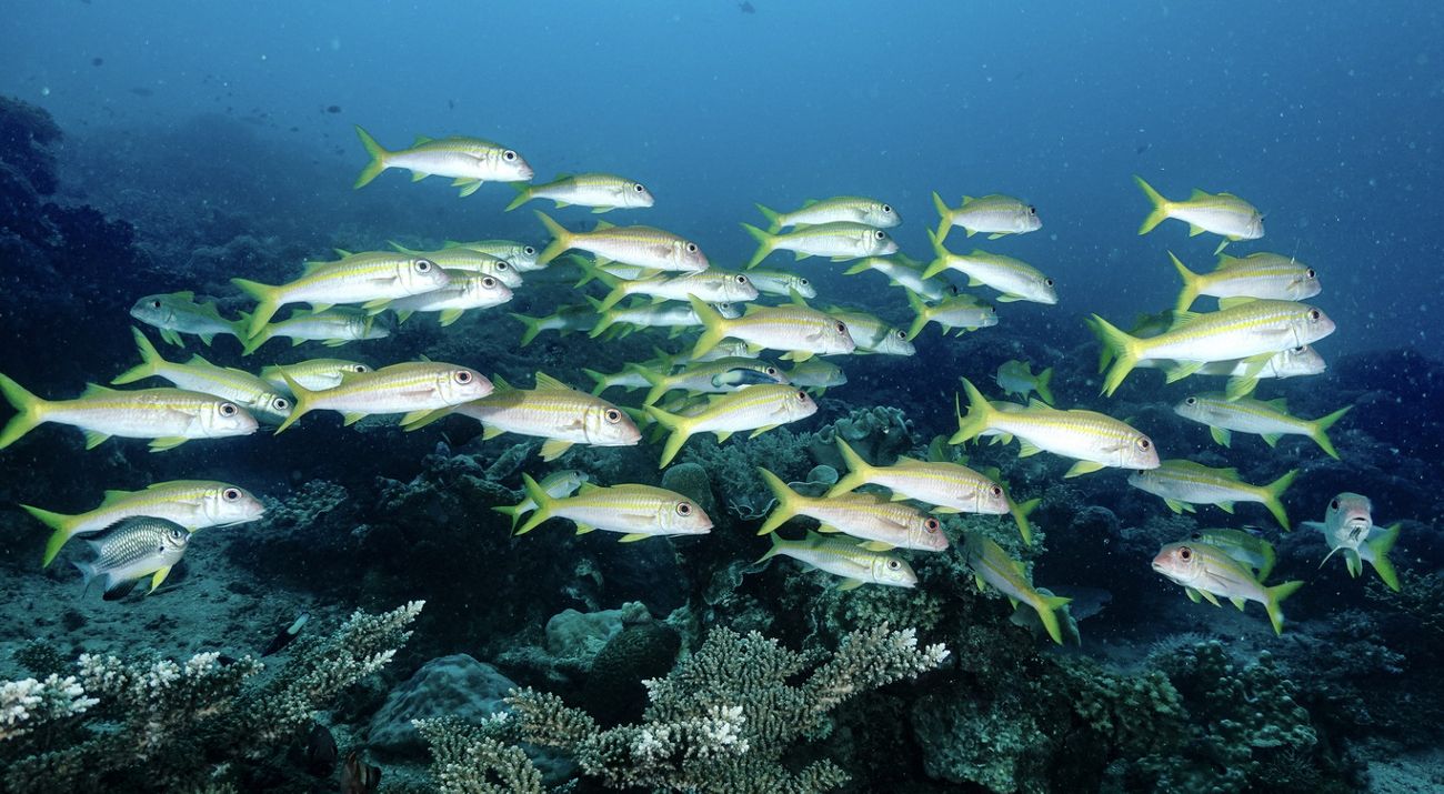 Reef Monitoring Bird's Head Seascape