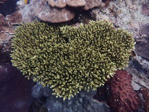 Terumbu karang berbentuk hati